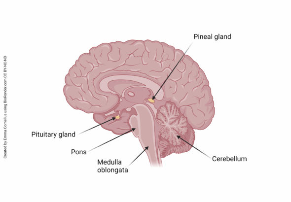 Boosting Brain Power Without Caffeine or Stimulants