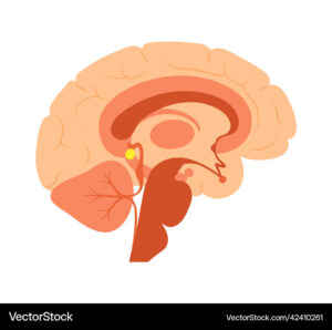 https://www.incabrain.com/brain-health/neuroinflammation-the-silent-brain-killer-and-how-to-cool-it-down/