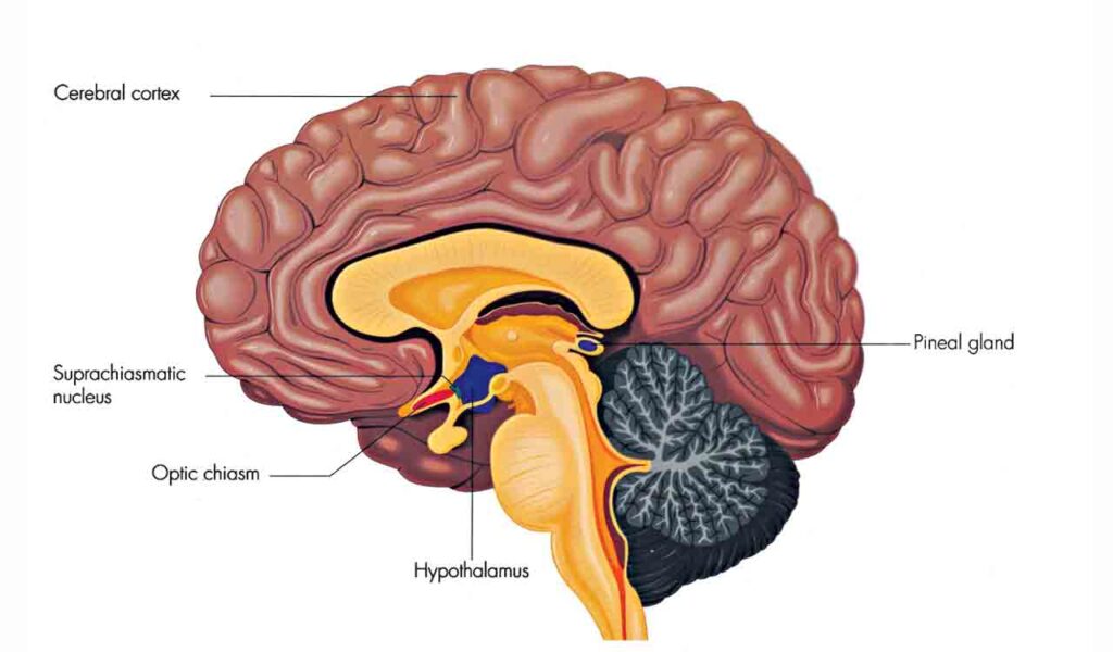 Why Modern Diets Are Wrecking Our Brains—and What to Eat Instead