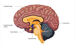 Why Modern Diets Are Wrecking Our Brains—and What to Eat Instead