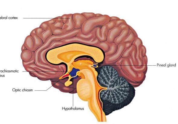 Why Modern Diets Are Wrecking Our Brains—and What to Eat Instead