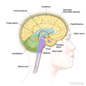The Spiritual Role of the Pineal Gland in Ancient Cultures
