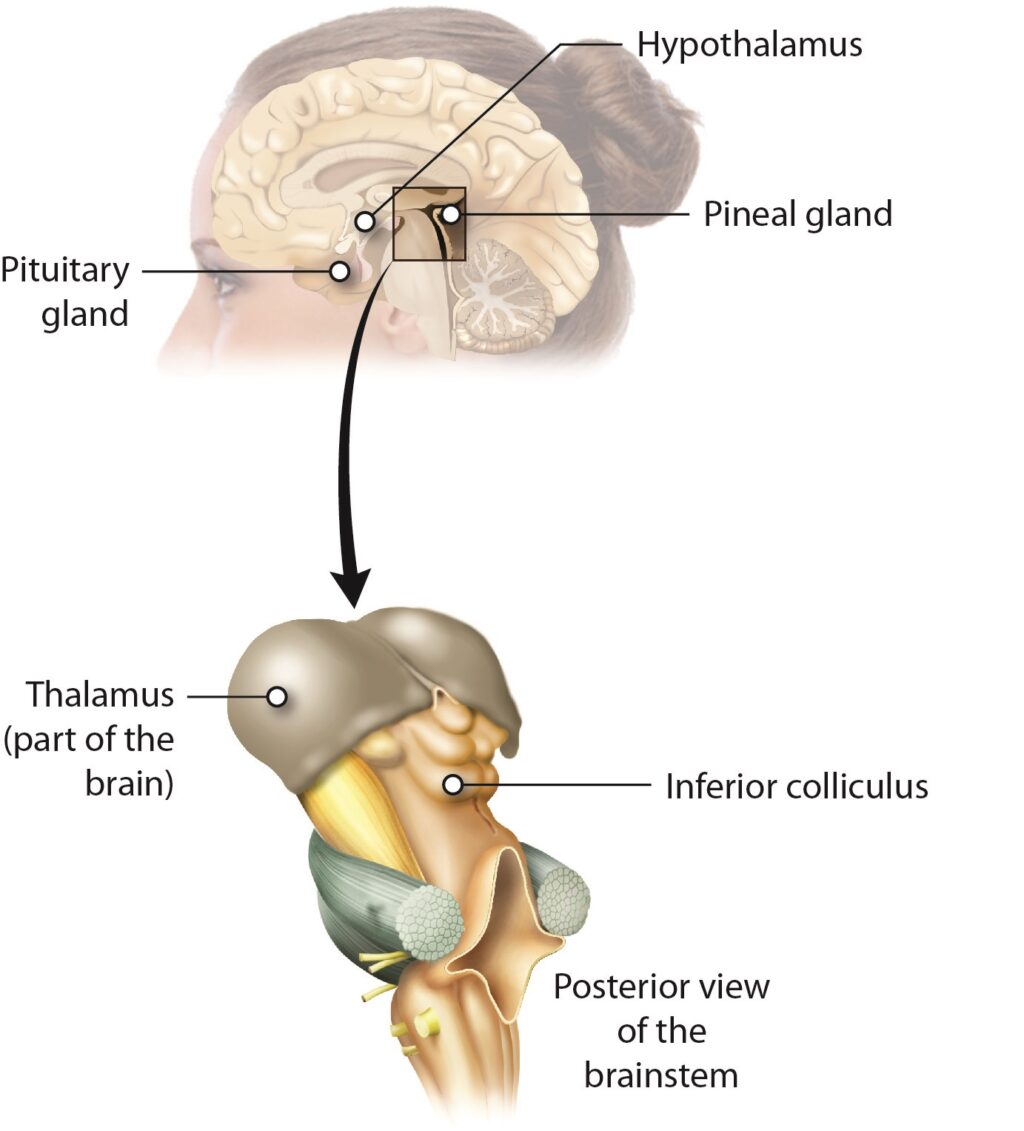 The Pineal Gland and the Third Eye: Science or Spiritual Symbolism?