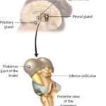 The Pineal Gland and the Third Eye: Science or Spiritual Symbolism?