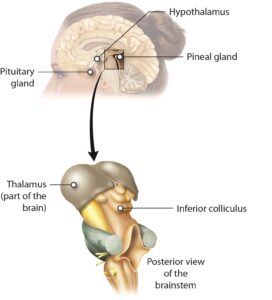 The Pineal Gland and the Third Eye: Science or Spiritual Symbolism?