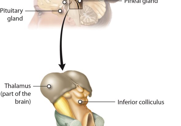 The Pineal Gland and the Third Eye: Science or Spiritual Symbolism?