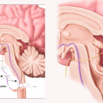 Adaptogens for the Brain: Natural Stress Shields That Actually Work
