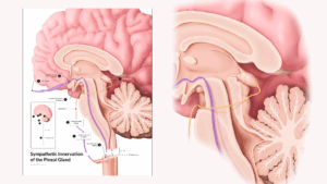 Adaptogens for the Brain: Natural Stress Shields That Actually Work